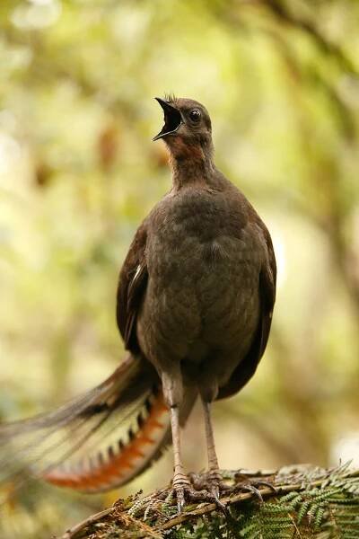  Male superb lyrebird singing 