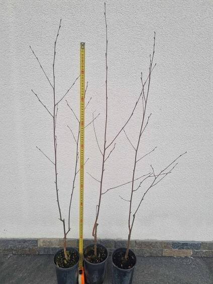 Bříza užitečná DOORENBOS 150-160 cm Výška sazenice 150–160 cm