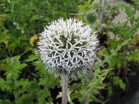 Echinops sphaerocephalus " Arctic Glow " - bělotrn kulatohlavý Zahradnictví Krulichovi - zahradnictví, květinářství, trvalky