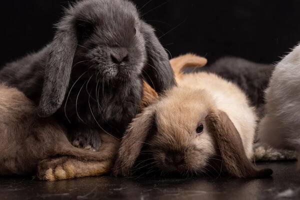 Králík samec nebo samice? – Agnes Mini Lop