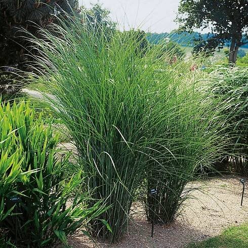 Grow by OBI Ozdobnice čínská (Miscanthus sin.) Gracillimus, stříb.,pr. cca 23 cm