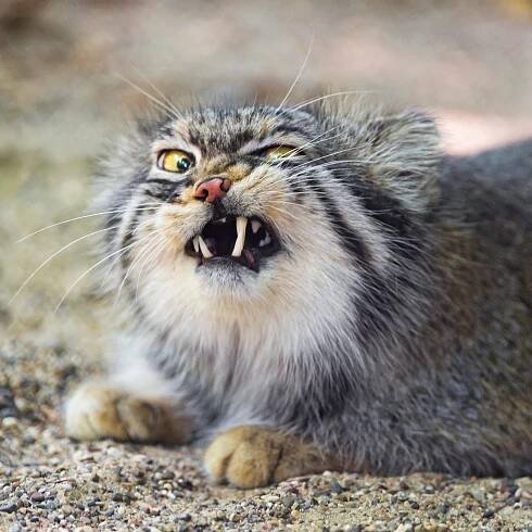 Theme Song: Apocalypse Meow