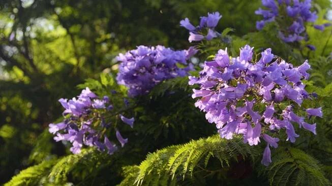 Jacaranda branches with purple flowers