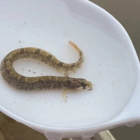 2021 Citizens Water Quality Testing Results (Weeks 1-10) — Billion Oyster Project