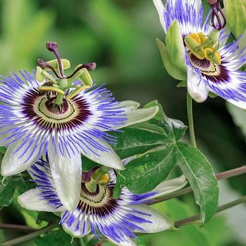Semienka Mučenka / Passiflora caerulea 5 ks