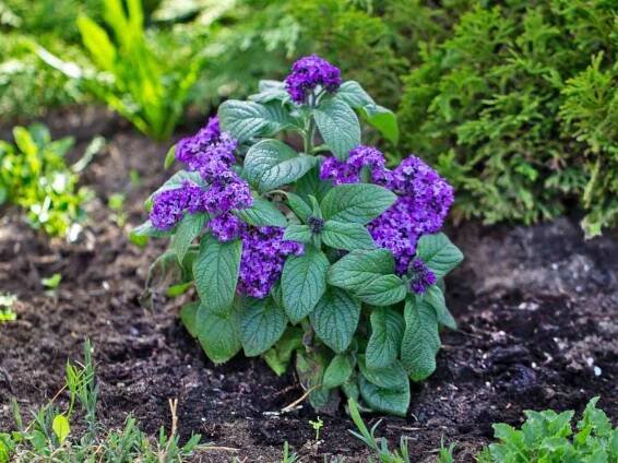 heliotropium planting