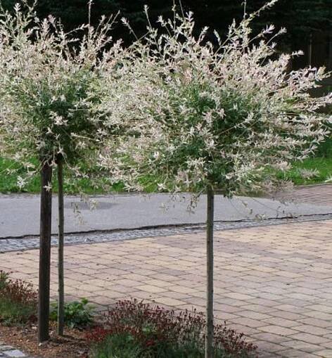 Vrba celolistá ´HAKURO NISHIKI´ na kmínku 100 cm, kont. 3 l | Lumigreen.cz