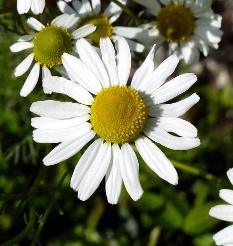 Matricaria chamomilla L. - Portale della Flora d'Italia / Portal to the Flora of Italy
