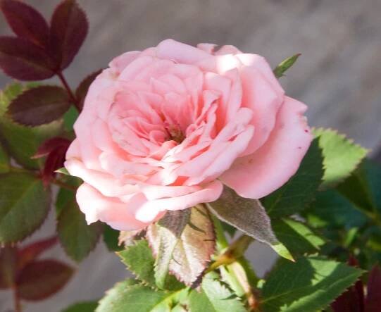 Rosa 'Cupcake'