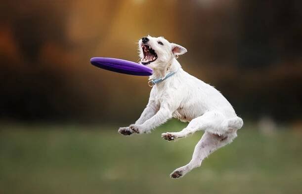 Dogfrisbee