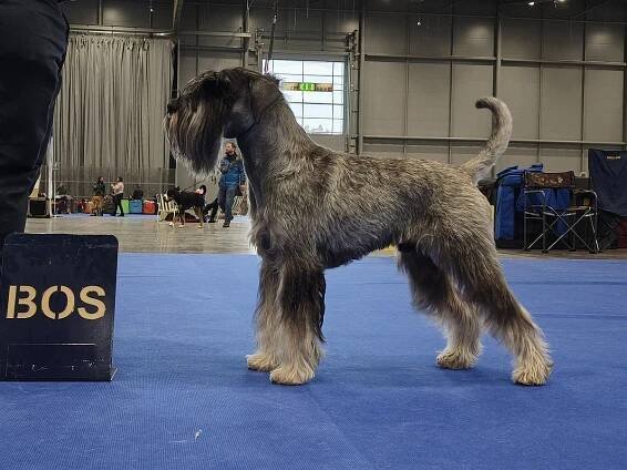 Fortuna Moravia - Strana 3 z 17 - Standard Schnauzer peppersalt