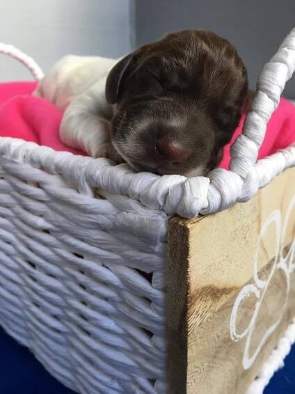 Litter June 2019 – Kramer x Beans | Clarity Kennels