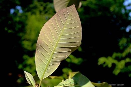 Šácholan obvejčitý (Magnolia obovata)