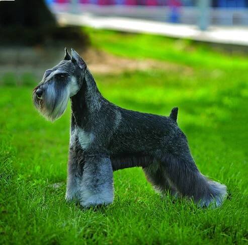 Dogs That Don't Have Tails