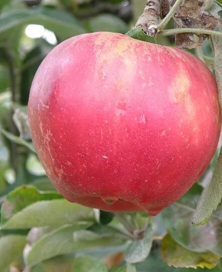Akane Apple-Fruit Trees-Biringer-
