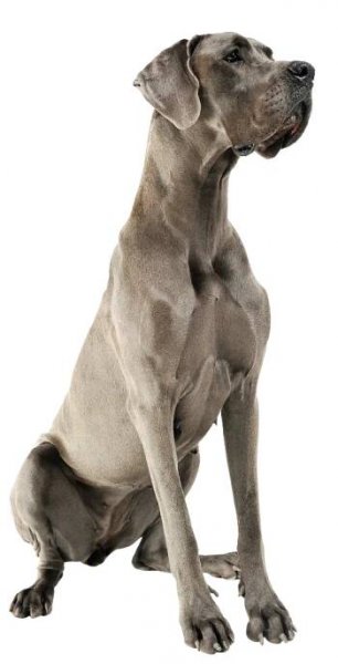 LAMB & RICE medium & maxi ADULT - Kudo Pet food