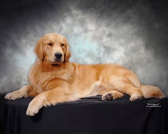 Cooper – Charlemagne Golden Retrievers
