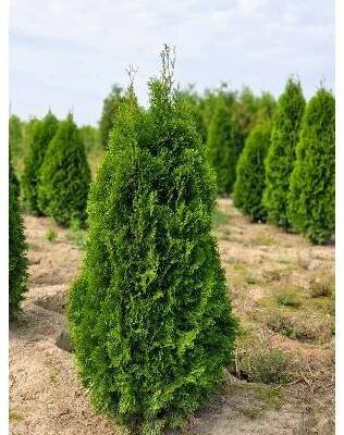 MULTIFLORA Thuje Smaragd Exclusive 140-160 cm