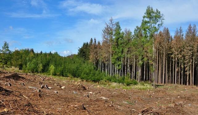 Národní plán obnovy – Les aktuálně