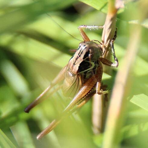 Kobylka luční (Metrioptera roeselii)