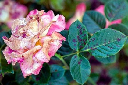 O léčbě růží z nemocí a škůdců: co stříkat během kvetení
