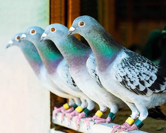 Pigeons exhibit the same behavior as humans by following the gaze of others in their flock
