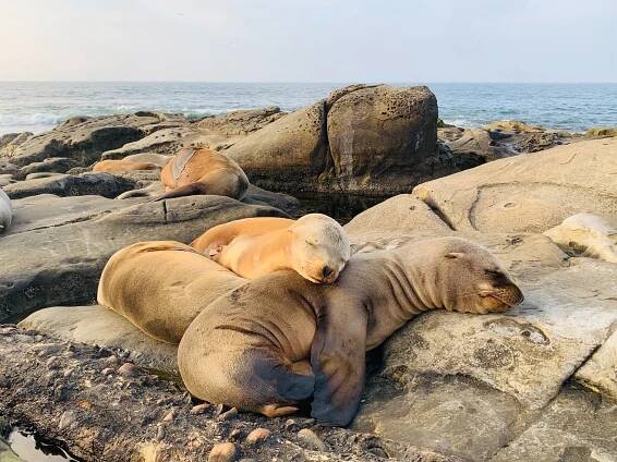 Learn About Marine Mammals