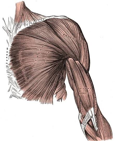 Regio brachialis – WikiSkripta
