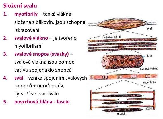 Svalové dysbalance u psa a jejich terapie – 1.část Měkké techniky | Veronika Herzogová