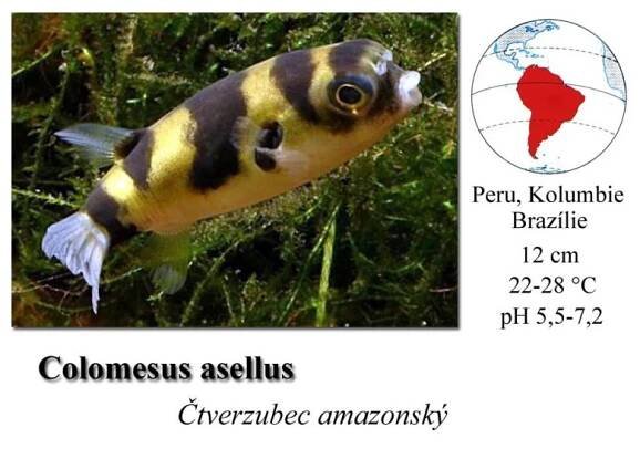 Čtverzubci - SkloREX Akvaristika