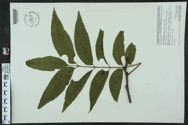 Carya illinoinensis - Species Page - APA: Alabama Plant Atlas 