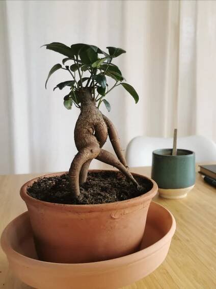 Ficus Ginseng - Ikonos internete
