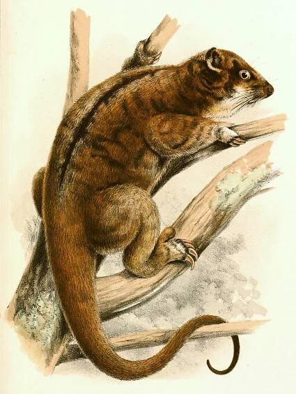 Possum plyšový