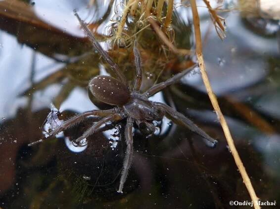 Pirata piscatorius - slíďák potápivý | Lycosidae - slíďákovití | Natura Bohemica