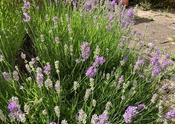 June | 2023 | n20gardener