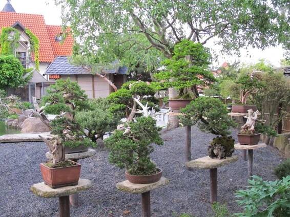 Bonsaje: Zahrada Bonsai Centra Muzea Isabelia