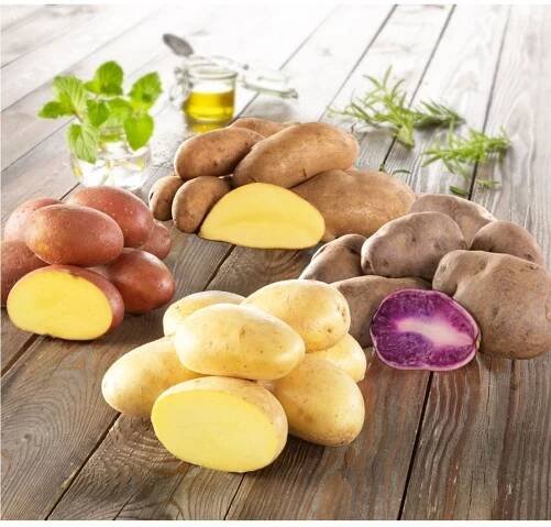 4 odrůdy brambor – Solanum tuberosum – sadba brambor