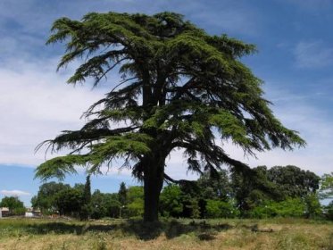 Cedr, libanonský národní strom