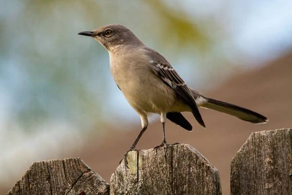 Mockingbird 