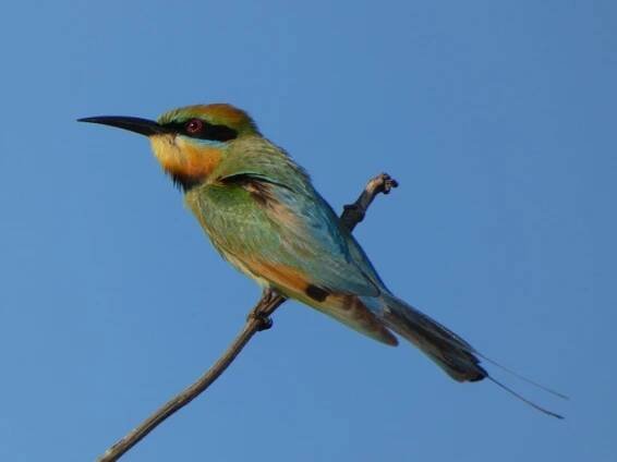 Merops ornatus Latham, 1801; vlha ozdobná