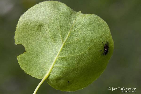 Hrušeň obecná (Pyrus communis)