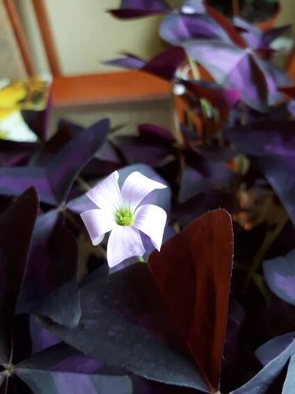 Pokojovky: Šťavel purpurový- Oxalis triangularis.