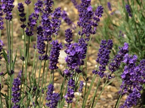 Lavandula angustifolia Petr Pan