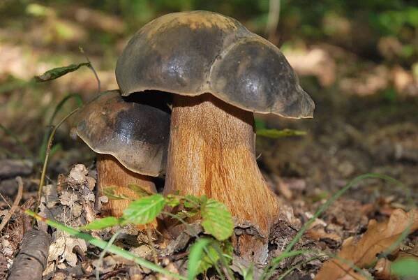 Soubor:Vrganj crni Boletus aereus.JPG – Wikipedie