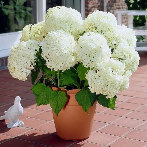 #1 - Annabelle Hydrangea Shrub