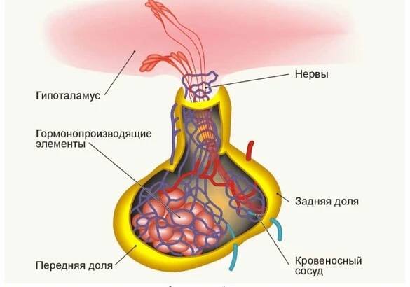 Symptomy dysfunkce hypofýzy. Hypopituitarismus / Články