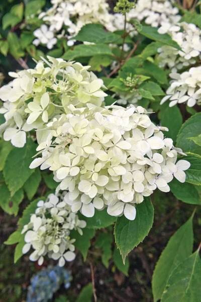 H. paniculata ‘Phantom’