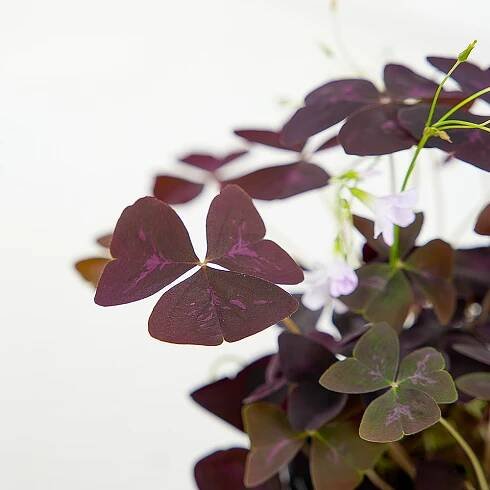 Oxalis triangularis Ø12cm