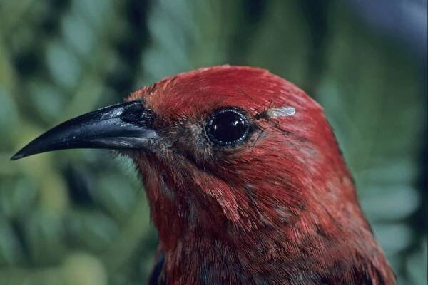 Do Birds Help With Mosquitoes? 