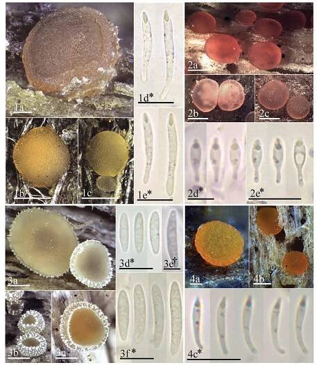 FIGURE 15. Morphological features of: (1) Orbilia adenocarpi. \a—c. Fresh and rehydrated apothecia. 1d—e. Ascospores. (2) O. pisciformis: 2a—c. Fresh apothecia, 2d—e. Ascospores. (3) O. asomatica. 3a—c. Fresh apothecia. 3d—f. Ascospores. (4) O. succulenticola. 4a-b. Fresh apothecia, 4c—d. Ascospores. 500 um = 1b-—c, 2a—c, 3a—c, 4b; 100 um = la, 4a; 10 um= 1d-e, 2e, 3d, 3f, 4c; 5 um= 2d, 3e. Mounted in: H,O= 1d-e, 2d-e, 3d-f, 4c—d. Photos: TFC Mic. 22151=2b-c; TFC Mic. 22180= 3e; TFC Mic. 22777= 2a; TFC Mic. 23474= la; TFC Mic. 23700= 3d; TFC Mic. 23729= 1b—d; TFC Mic. 23766= 2d; TFC Mic. 23823= 3a-c, 3f; TFC Mic. 23824= 2e; TFC Mic. 23863= le; TFC Mic. 23893= 4b; TFC Mic. 24073= 4a, 4c.   undescribed species new to science, which will be treated in a separate paper, O. luteorubella was left aside as an aggregate of species to be studied in more detail in the future. 
